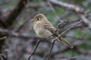 Cordilleran Flycatcher 5149W1WM