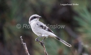 Loggerhead Shrike 5336bW1WML