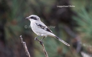 Shrike 5337W1WML