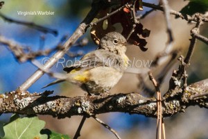 Virgina's Warbler 5461W1WMT