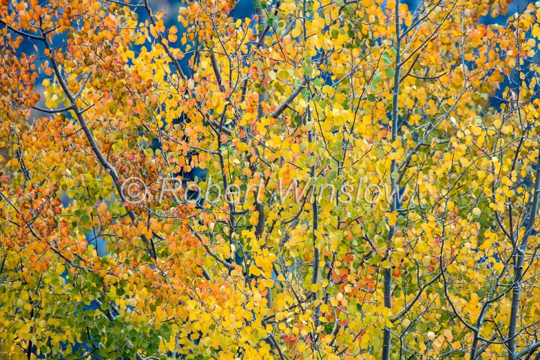 San Juan Mountains Fall Colors 2312W1WM