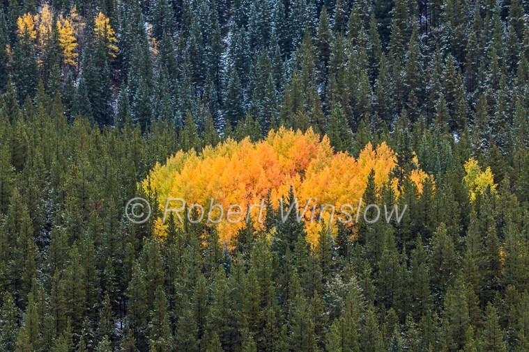 San Juan Mountains Fall Colors 2327W1WM