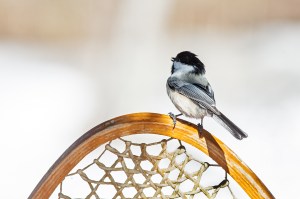 Chickadee 0420W14
