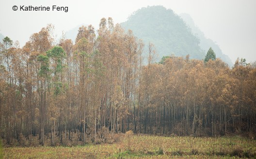 Burned eucalyptus grove