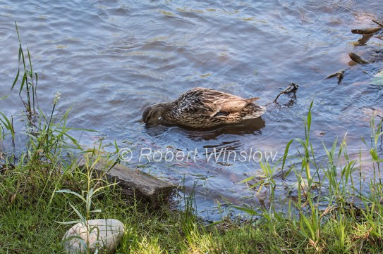 Mallard Duck looking for food on the bottom of the Animas River, Sunday August 09, 2015