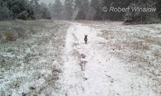 Duffy in the first snow of the season