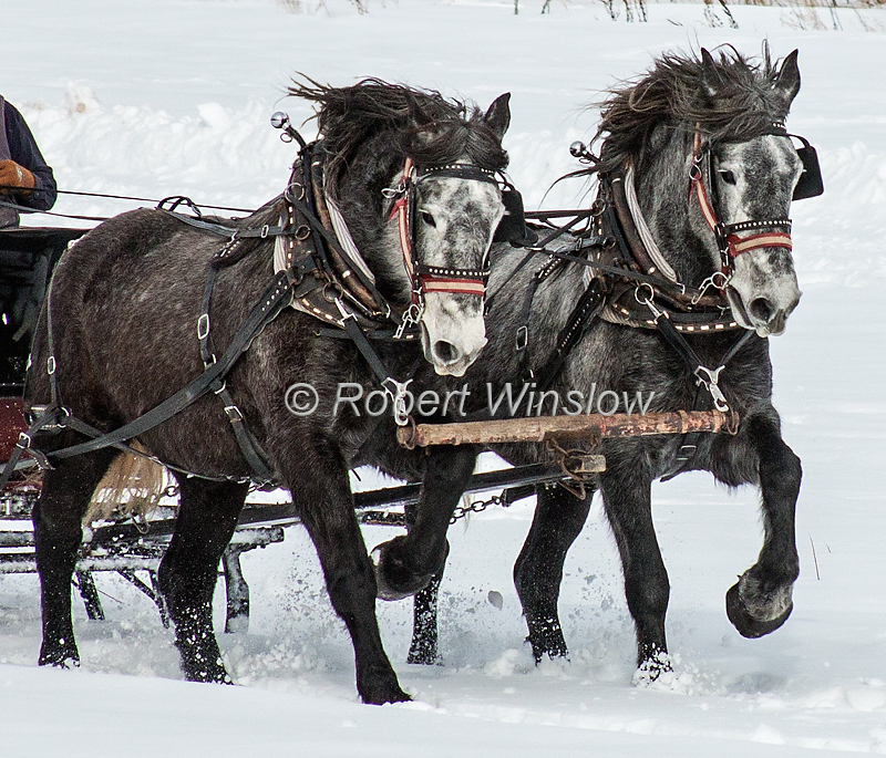 Two Horses Running Fast Pulling a Sleigh, Durango, Colorado, USA, North America
