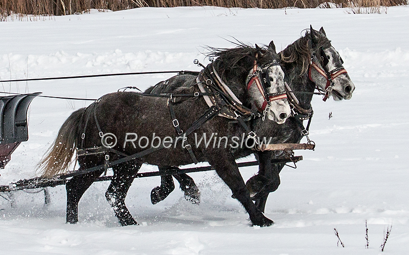 Two Horses Running Fast Pulling a Sleigh, Durango, Colorado, USA, North America