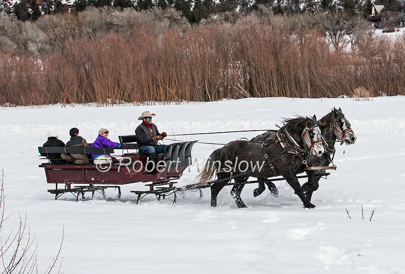 Two Horses Running Fast Pulling a Sleigh, Durango, Colorado, USA, North America
