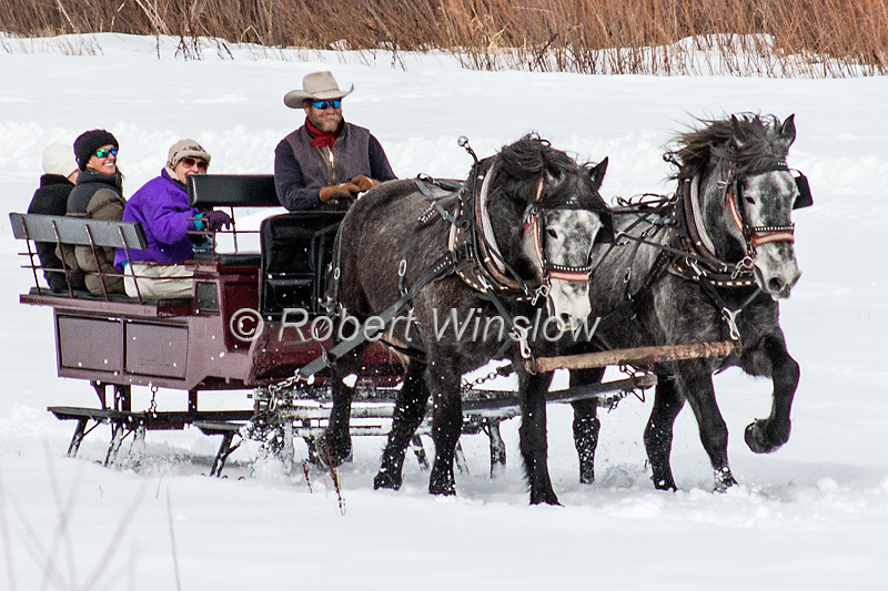 Two Horses Running Fast Pulling a Sleigh, Durango, Colorado, USA, North America
