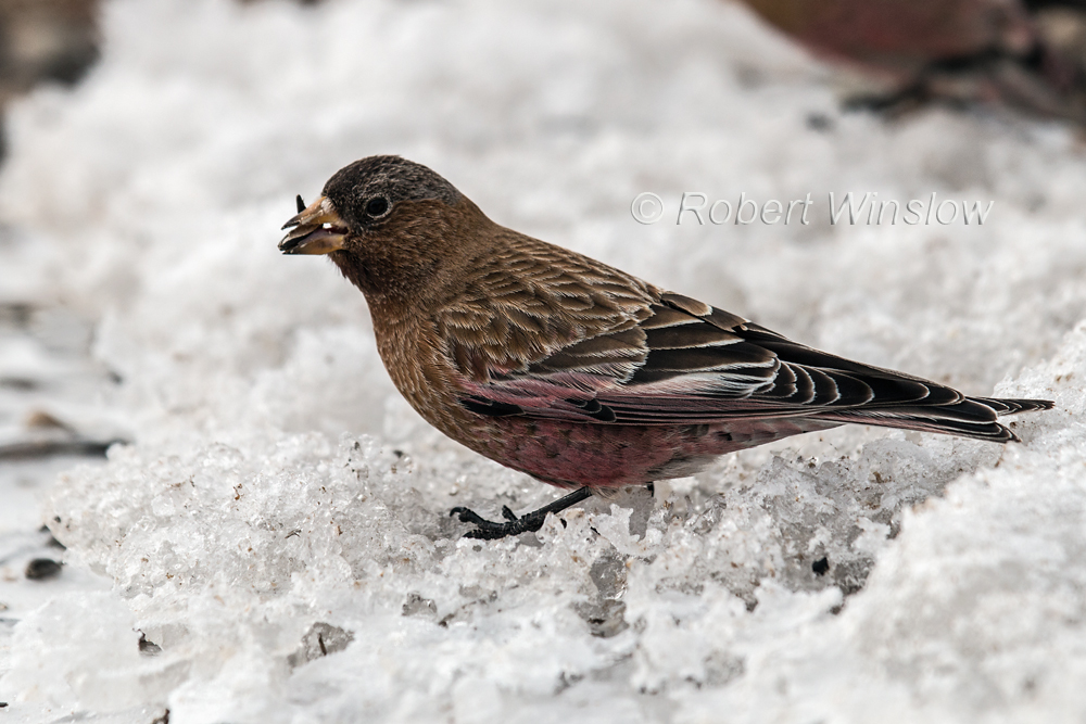 Brown-capped Rosy-Finch7991W!WM