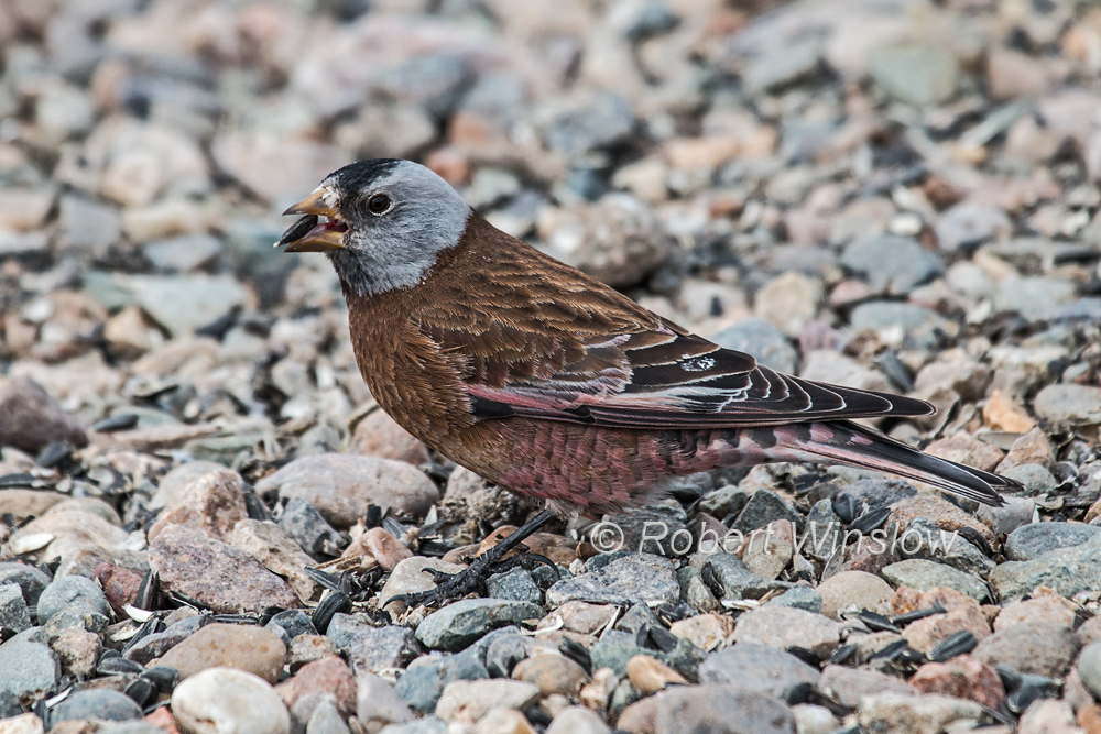 Gray-crowned Rosy Finch 7928W!WM