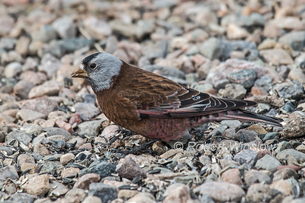 Gray-crowned Rosy Finch 7931W!WM