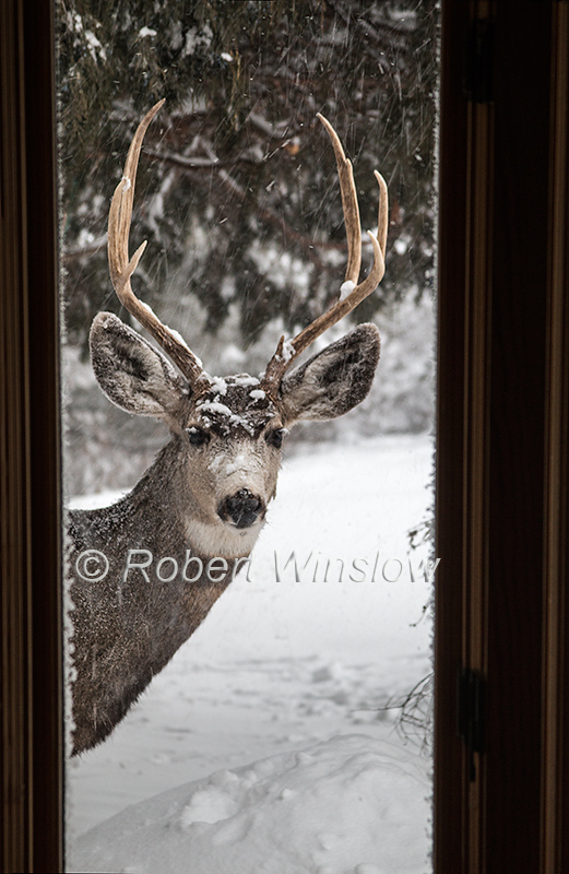 Male Mule Deer Looking in Window in Winter 7189W8WM