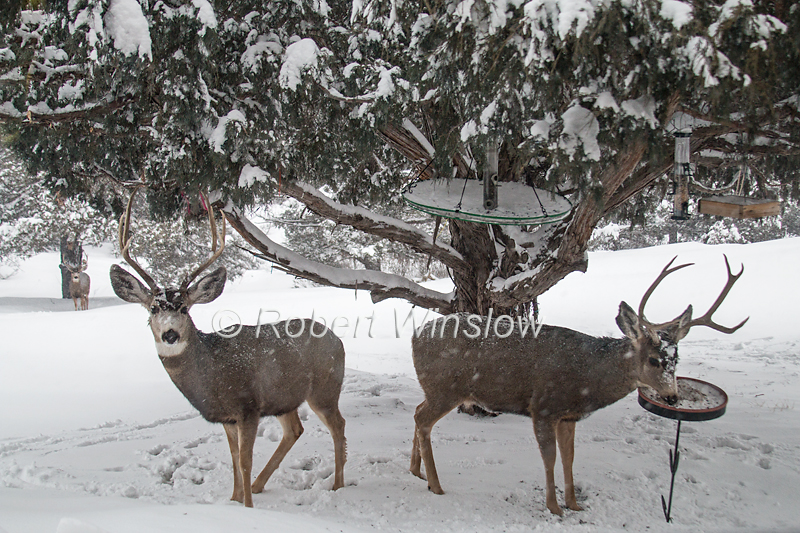 Three Bucks in Winter 7184W8WM