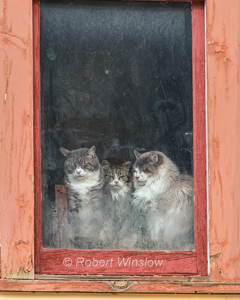 Three Cats in a Window in Silverton; Colorado; USA; North America