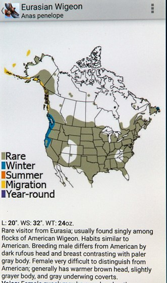 Eurasian Wigeon Range 7381
