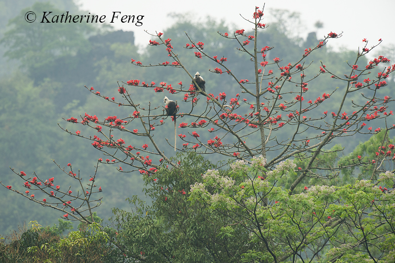 Langurs in Red Cotton TreeW8
