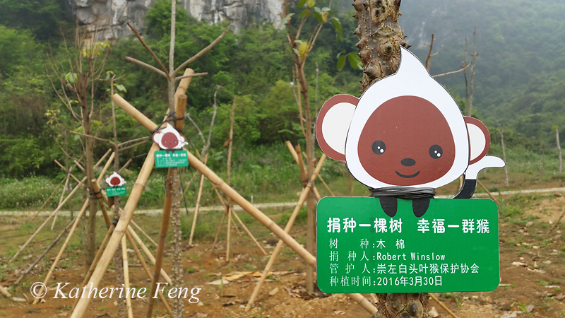 Robert Winslow tree aW8