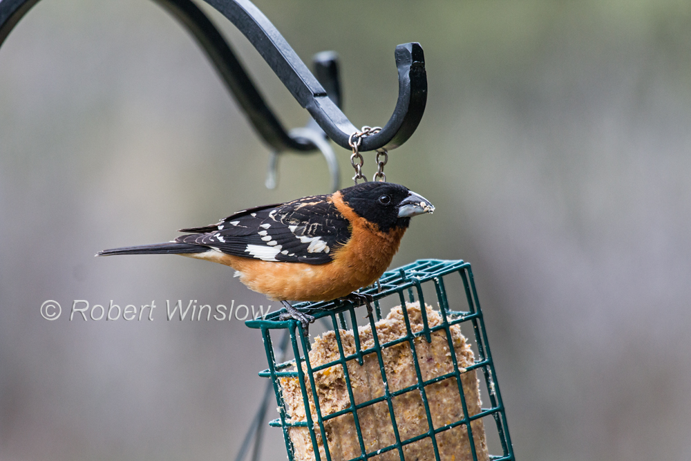 Black-headed Grosbeak 7914W1WM