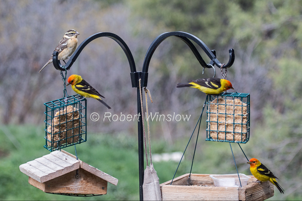 Female Black-headed Grosbeak and 3 Male Western Tanagers 7852W1WM