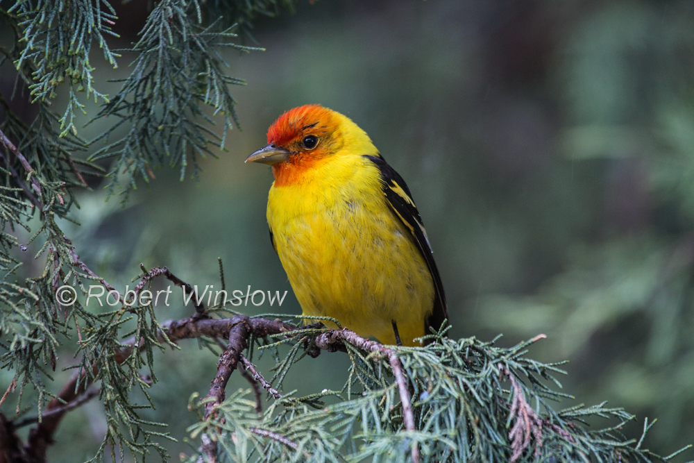 Western Tanager 8018W1WM