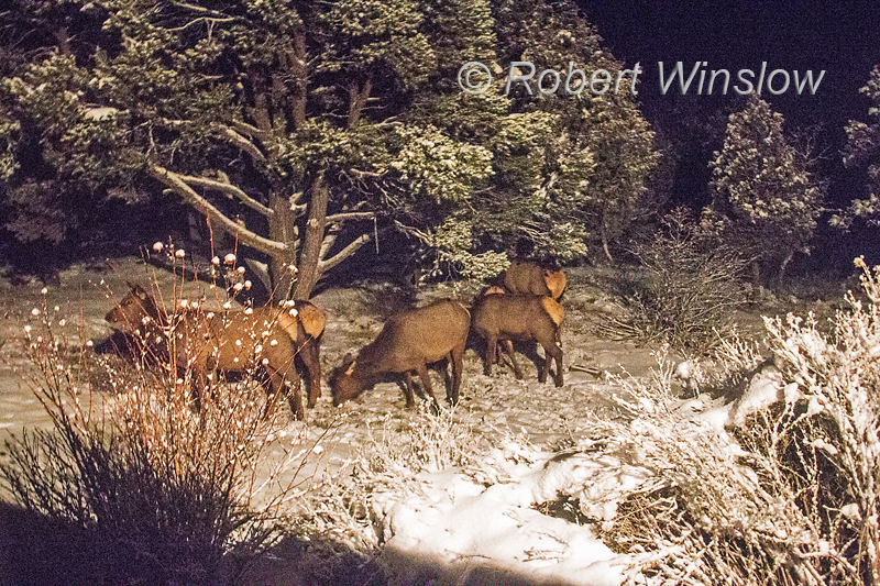 Elk, Cervus canadensis, La Plata County Colorado, USA, North America