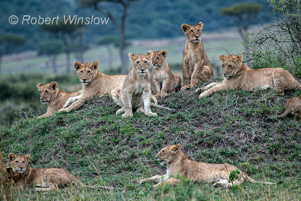 African Lions 1072W1C