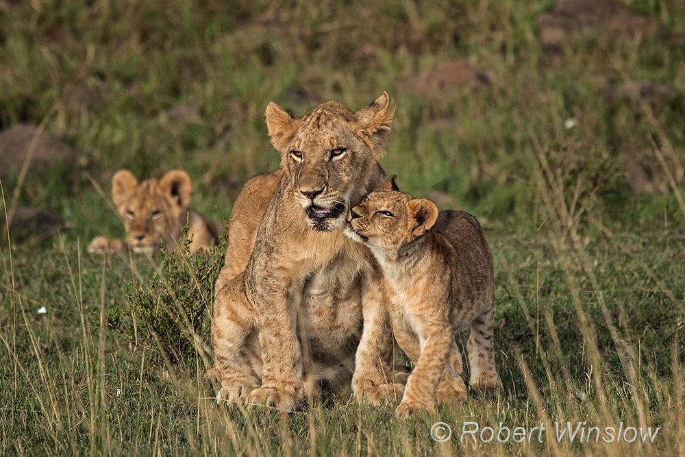 African Lions 1216W1C