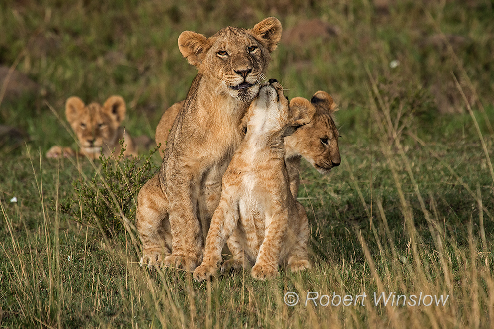 African Lions 1220W1C