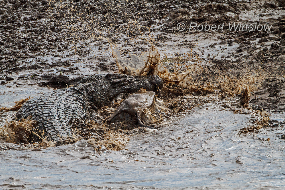 Crocodile attack 0272W1C