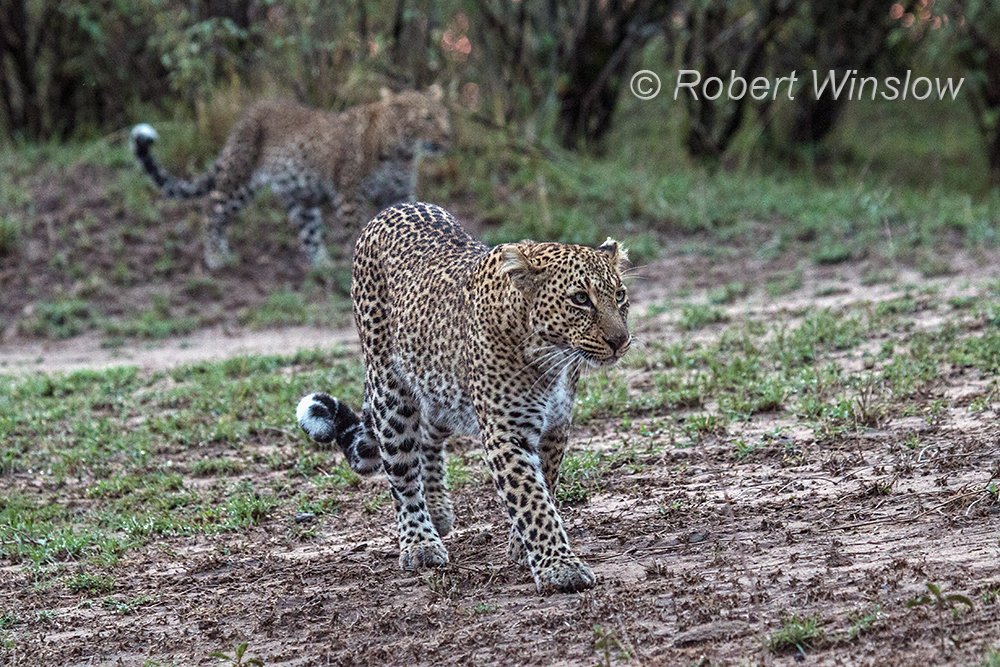 Mother Leopard 0463W1C