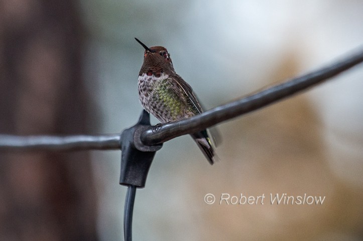Anna's Hummingbird, Calypte anna, La Plata County, Colorado, USA, North America
