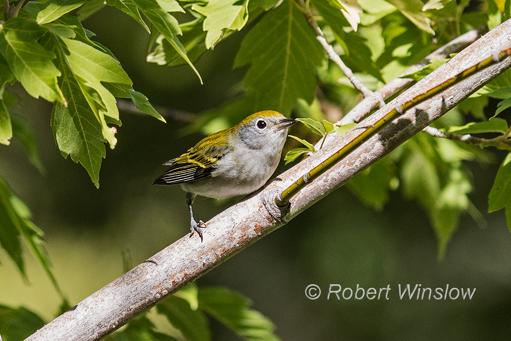 Chestnut-sided Warbler 4082W1C