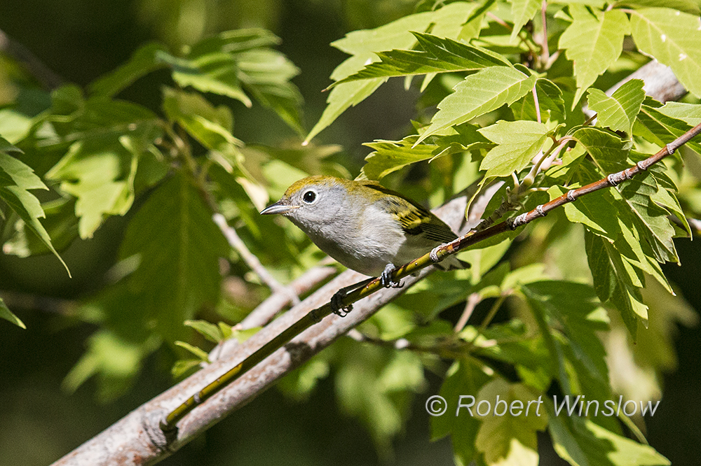 Chestnut-sided Warbler 4087W1C