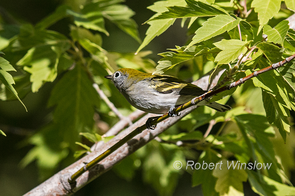 Chestnut-sided Warbler 4088W1C