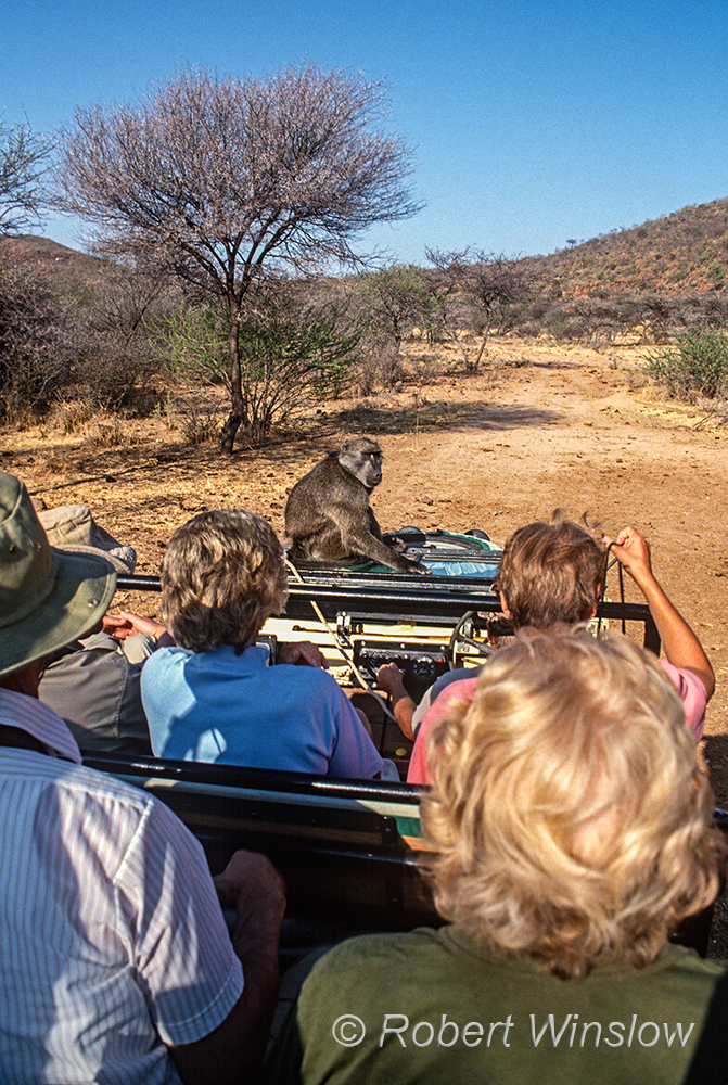 Elvis the Baboon,On Safari, Okonjima, Namibia, Africa